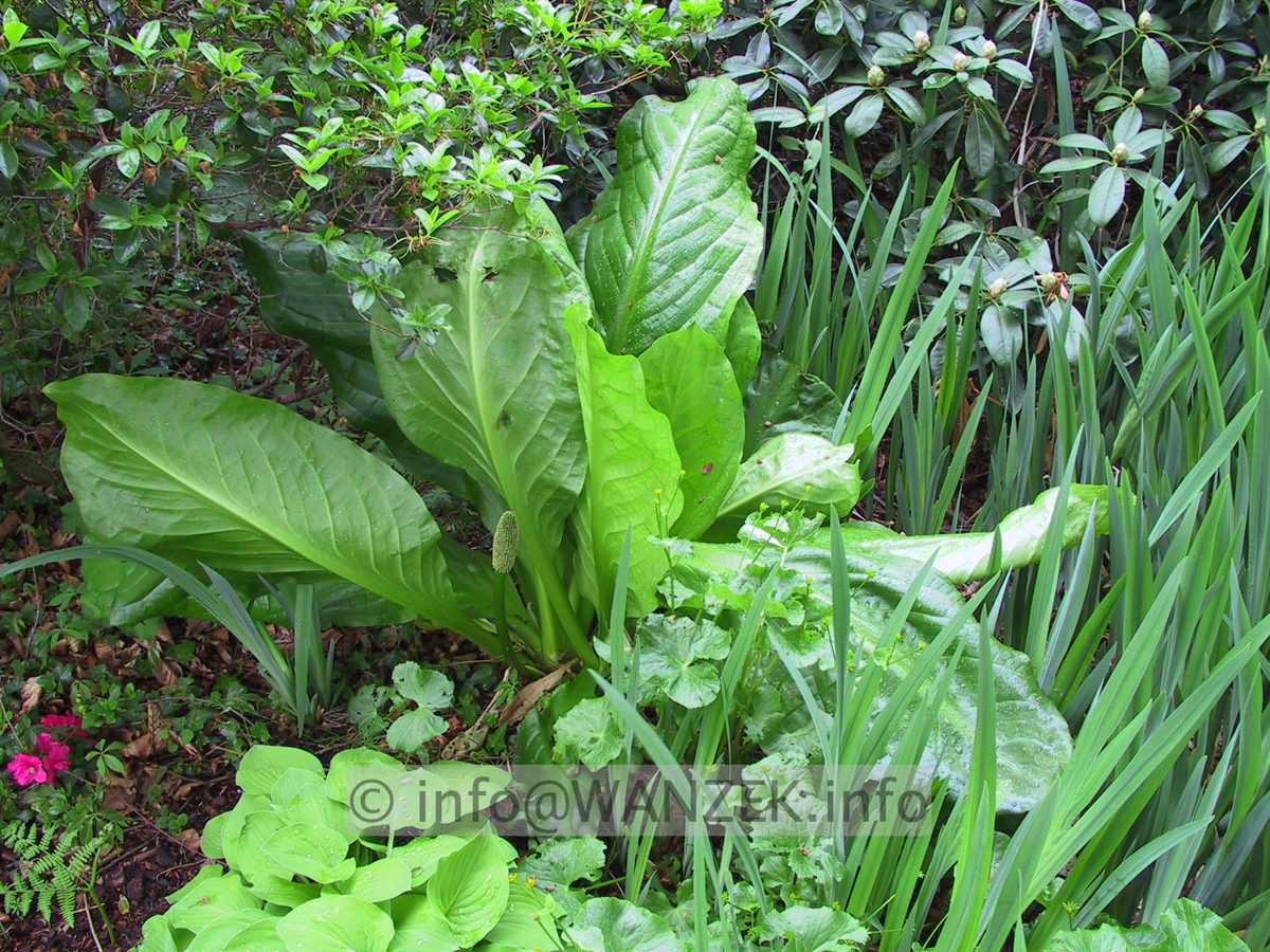 Lysichiton americanus 02.JPG